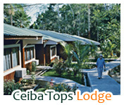 Ceiba Tops