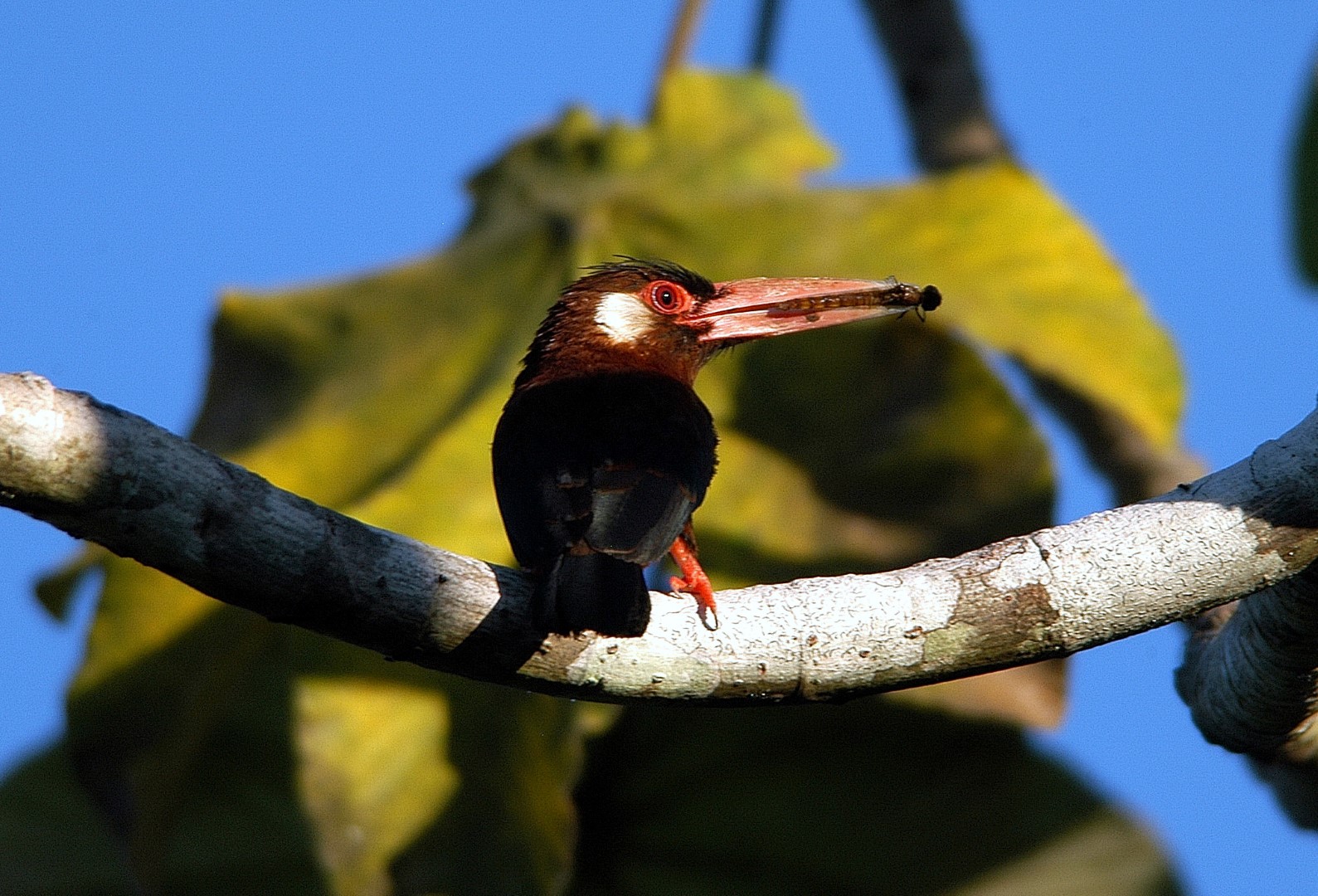 Ceiba Tops