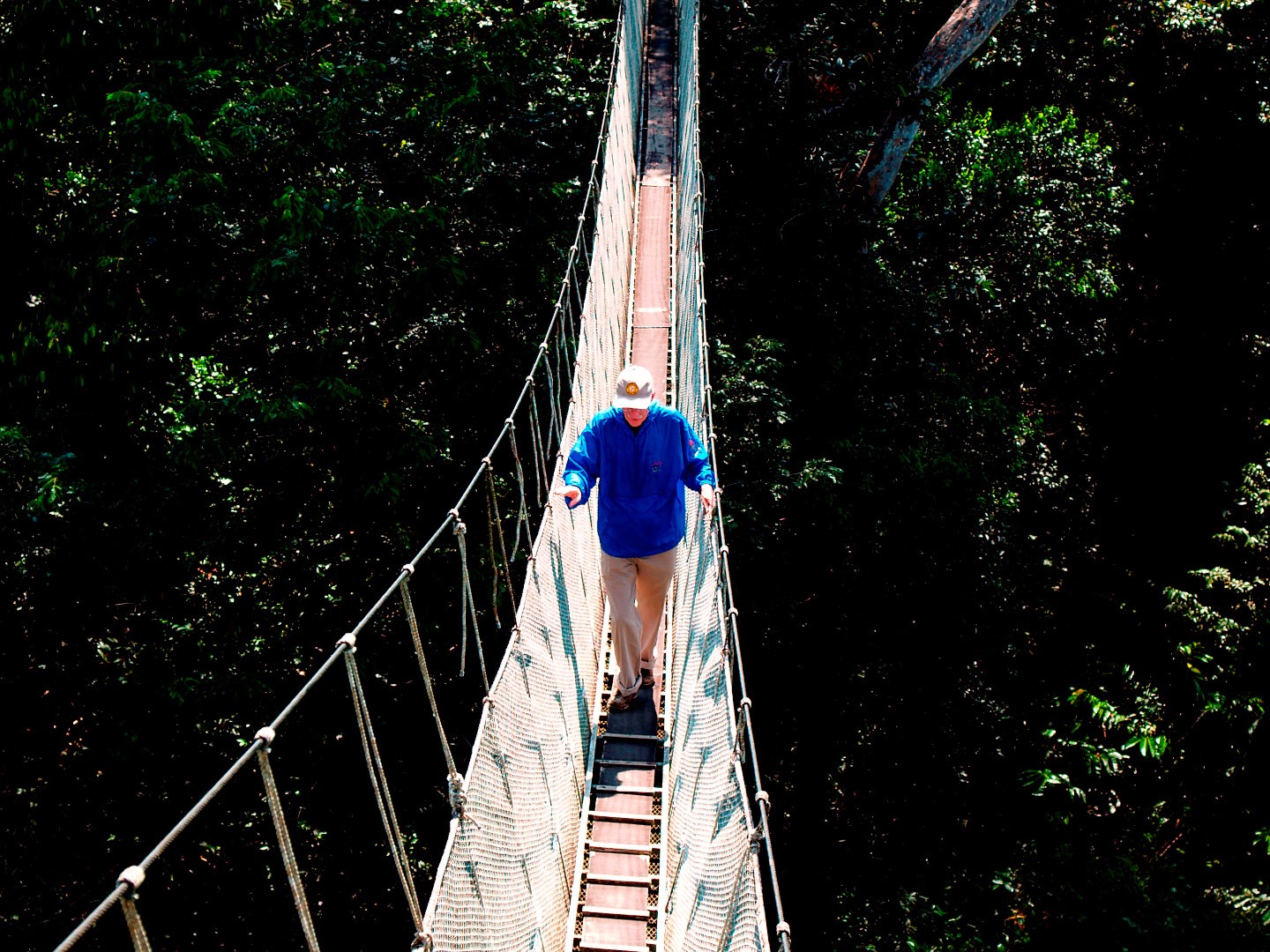 Ceiba Tops